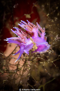 Purple sea slug ( Flabellina affinis). We can see it ofte... by Antonio Venturelli 